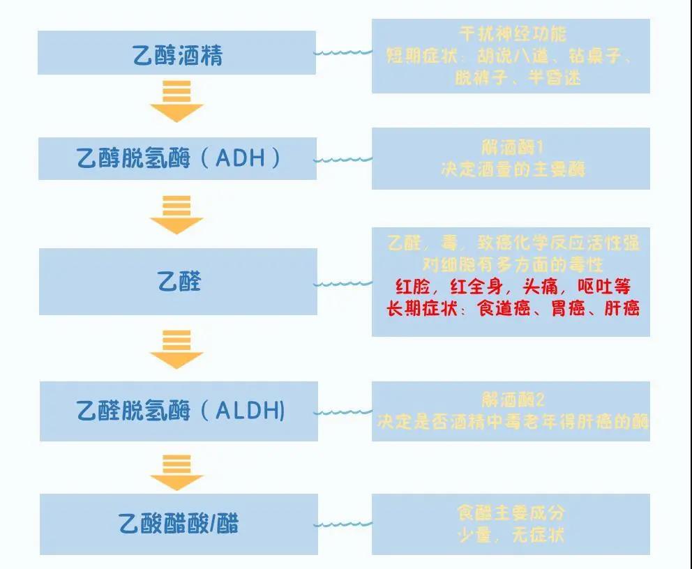 惠州酒精代谢基因检测